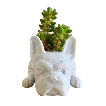 Fransk bulldog sukkulentplanter med kreativ design, søt dyreformet harpiksplanter for innendørs utendørs dekor, multifunksjonell beholder robust og