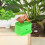 Χαριτωμένες δοσομετρικές οδοντογλυφίδες σε σχήμα πουλιού, αυτόματα κουτιά 5
