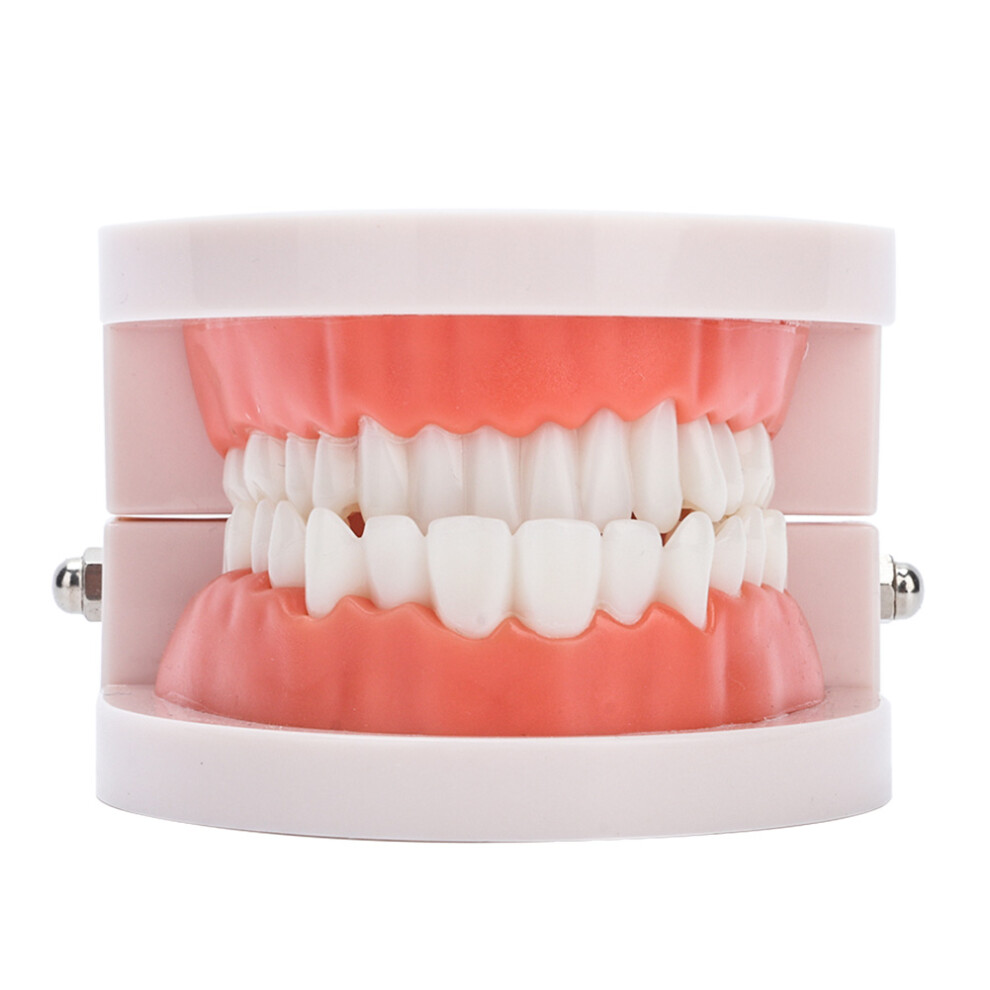 Portable 28 Piece Dental Denture Gums Model for Medical Study