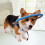 Blind Dog Angel Wing Safe Ring Aid Behavior Protector Blue (S) 8