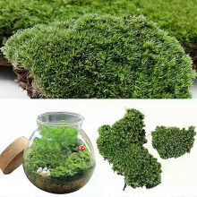 Plante ornementale miniature en mousse verte artificielle, idéale pour la décoration de fêtes et d'aquariums.