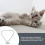 Hundhalsband Justerbart Med För Katt Och 8