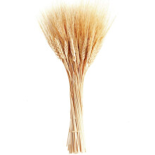Grâu uscat pentru decor acasă cu agățat de perete, snopi de grâu decorare DIY, buchet natural de grâu flori uscate acasă decorare nuntă