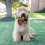 1 Styck Halloween Halsband För , Kostym, , Present 6