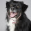 Hundhalsband Justerbart Med 3