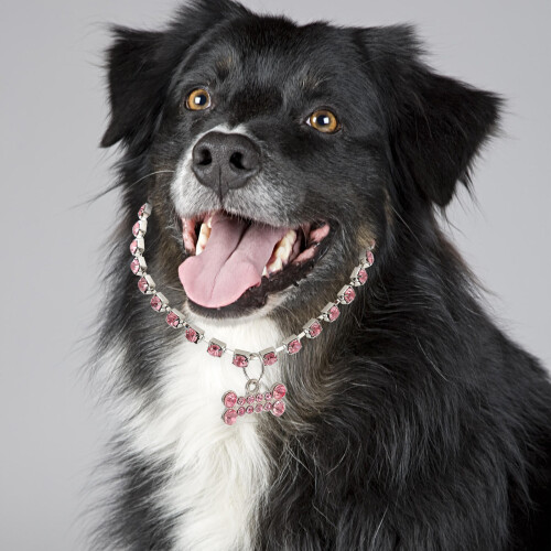 Hundhalsband Justerbart Med 2