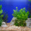 Aquarium Coralstenar: För , Fisksamling, Filtermedium 7