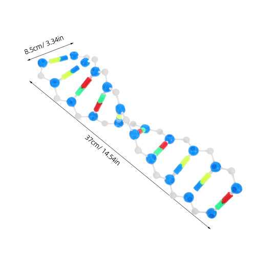 Educational Dna-Modell Helix För Undervisning 2