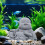 Fish Tank Buddha : Kinesisk Skrattande Figur 5