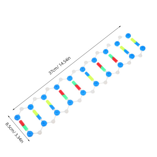 Educational Dna-Modell Helix För Undervisning 1