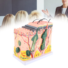 50X 3D Human Skin Magnified Model, PVC, Anatomy Biology Teaching Aid