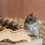 Hamsterlekplats Med Råtta För Chinchilla 4
