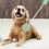 2Pcs Interactive Dog Training Sticks Puppy Training Tool 7