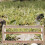 Khaki Träpinnar För Kycklingar - Robust Hönsgunga Stånd 6