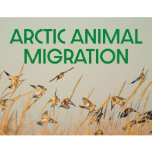 Arctic Animal Migration by Arvaaq Press Paperback Book