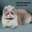 Comfortable Cats Muzzle Protective Space Helmet Prevents-L 5