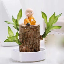 Mini Lucky Wood Hydroponic Potted Stump Mini Plant Four Seasons Indoor Desk Plant Model B