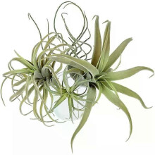 Lot de 4 plantes aériennes artificielles en forme d'ananas, fausses fleurs floquées, Tillandsias et