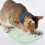 Conteneur de nourriture pour animaux de-couleur orange 7