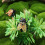 20Stücke Cicada Spielzeug Garten 11