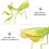 3 Mantis Form Anhänger Eisen Für Garten 11