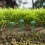 150 Robuste Erdpfähle Für Outdoor Landschaft Und Garten 11