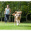 Correa Ajustable De Nailon Duradero Para Perro 150 Cm Collar De 8