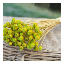 (Green) Flowers 50 Stems Dried Flowers for Arrangements Bundle Home Decor Photo Props Handmade Air-drying