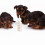 6 unidades mamadeira pet 50 ml para cães e , dispenser 11