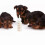 6 . botella lactancia 50 ml para perros y con cónica 11