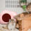 2Pcs Assorted Color Ceramic Hamster Hut Cooling Hideout for Small Pets 10