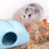 2Pcs Assorted Color Ceramic Hamster Hut Cooling Hideout for Small Pets 11