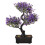 Färgglad -Bonsai I Kruka Praktisk Lättskött 9