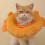 Elizabethan Collar Pet Post Surgical Wound Protections-M 2 7