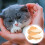 2 Pièces Pour Chat En 3