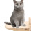 2 Pièces Pour Chat En 6