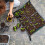 De Rempotage Pour Plantes Intérieur Jardinage 9