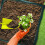 De Rempotage Pour Plantes Intérieur Jardinage 6