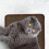 1Kat Krabmat Krabkleed Sisal Sofa Pad Bruin 4