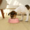 3Pcs Médio Plástico Cachorro 11