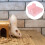 Higiênica Resistente Para Coelhos 7