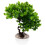 Simulation Bonsai, , Krukväxt, Välkomnande Tall 1