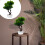 Simulation Bonsai, , Krukväxt, Välkomnande Tall 5
