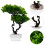 Simulation Bonsai, , Krukväxt, Välkomnande Tall 3