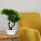 Simulation Bonsai, , Krukväxt, Välkomnande Tall 6