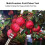 Adjustable Fruit Picker Tool with 1.6m Extendable Pole for Easy Harvesting 3