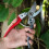Obstbaumschere, Gartenschere, Blumenveredelungsschere mit rutschfestem Griff 4
