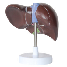 Nieuw simulatiemodel van de menselijke lever, anatomie van PVC, natuurlijke levensgrote poort, galblaas, galgangstructuurmodel
