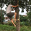 Tree Climbing Tool Pole Spikes for Hunt Shoes Stee 7