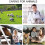 Veterinary Pregnancy Detector Smart Handheld Ultra 4